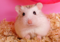 仓鼠什么品种好看(可爱)