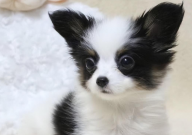 养蝴蝶犬要注意什么(细节)