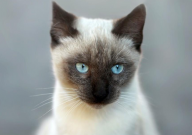 暹罗猫性格怎么样(好吗)