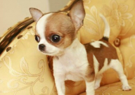 吉娃娃打喷嚏流鼻涕怎么办(是感冒了吗)