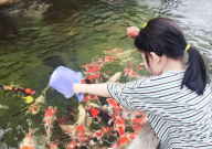 锦鲤能吃不（自家养的）