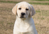 拉布拉多用什么梳子梳毛（最好）