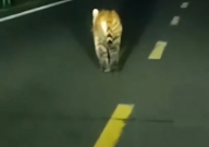 男子路遇野生东北虎直呼运气真好(激动不已)