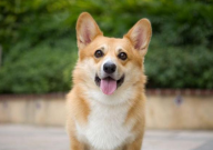 柯基犬可以吃米饭吗(为什么)