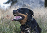 罗威纳犬特征（德系）
