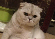 折耳猫的寿命是多少年(多久)