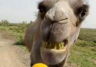 骆驼吃柠檬被酸出表情包(哭笑不得)