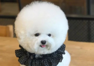 比熊眼角发红怎么回事(怎么治疗)
