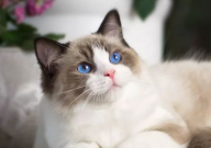 猫增肥吃什么(比较好的食物)