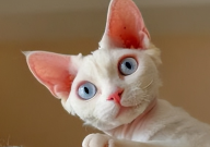 德文卷毛猫是什么猫配的(品种)