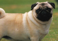 巴哥犬多大能听懂人话(幼犬)