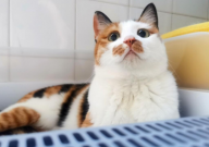 如何去除猫砂盆里的臭味(小妙招)