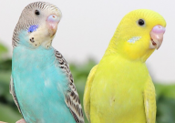 虎皮鹦鹉能吃核桃吗(怎么喂)