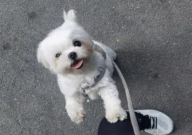 马尔济斯犬哪个国家的(历史)