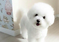 初养狗养什么狗合适(品种)