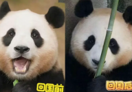 基地就福宝被偷拍报警(引热议)