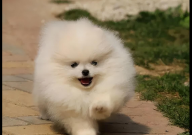 博美犬寿命一般多少年（活多久）