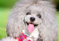 贵宾犬断尾最佳时间(是多少)