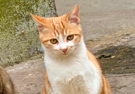 猫怎么训练听话(叫它它就过来)