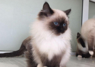 布偶猫吃猫草吗(会怎么样)
