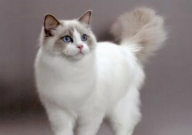 穷养布偶猫一个月多少钱(200够吗)