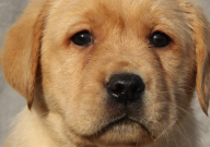 拉布拉多有小体型的吗（小型的品种）