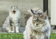 缅因猫多大成年（成熟）