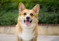 柯基犬拉稀怎么办(吃什么药)