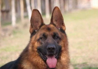 德国牧羊犬是黑背吗(是一个品种吗)