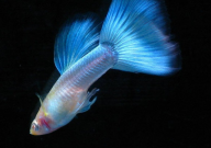 孔雀鱼炸鳞是什么原因(怎样治疗)