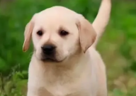 拉布拉多狗能长多高（多少斤）