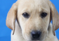 拉布拉多能吃提子吗（有毒吗）