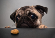 巴哥犬怎么训练成一只听话狗(方法)