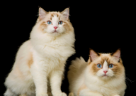 布偶猫怎么养越来越好看（如何）