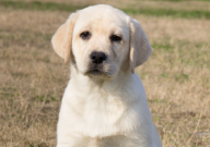 拉布拉多可以吃地瓜吗（有营养吗）