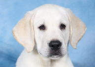 拉布拉多多大能洗澡（最好）