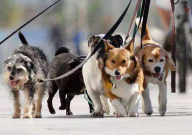 狗坐月子吃什么好(适合)