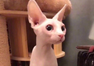 无毛猫怎么驱虫(方法)