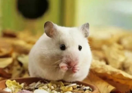 仓鼠夏天吃什么(消暑)