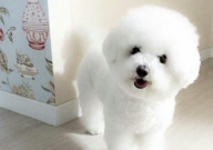 比熊剪毛技巧(比熊剪毛怎么剪)