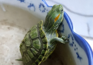 巴西龟属于水龟还是陆龟（还是两栖龟）