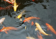 虾塘清杂鱼用什么药(对虾苗无害)