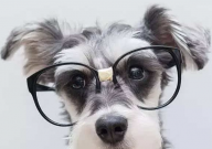 雪纳瑞体味重怎么办(什么原因)