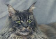 缅因猫幼猫多少钱（一只）