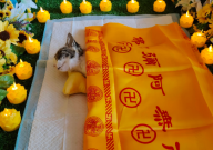 宠物殡葬一般多少钱（服务和价格范围）