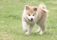秋田犬不吃东西怎么办(如何改善)