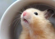 仓鼠幼崽怎么养(养活)