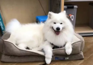 萨摩耶多久可以洗澡(合适)