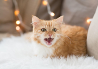 不同品牌猫粮可以混着吃吗(注意事项)
