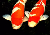 锦鲤上下游怎么回事(解决办法)